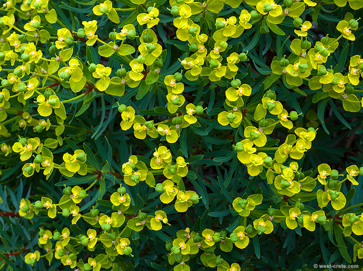 Euphorbia dendroides - click on the image to enlarge Euphorbia dendroides
- click on the image to enlarge