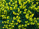 Euphorbia dendroides