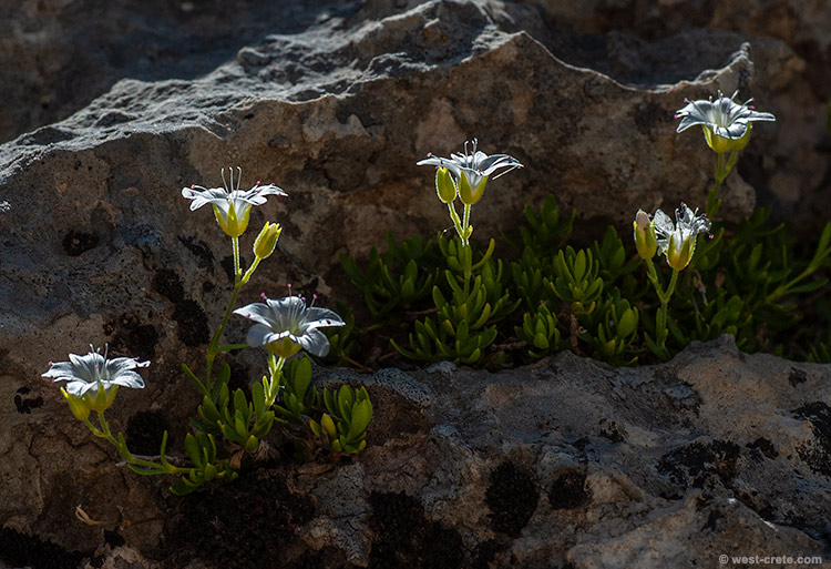 Arenaria cretica
 -  click on the image to enlarge