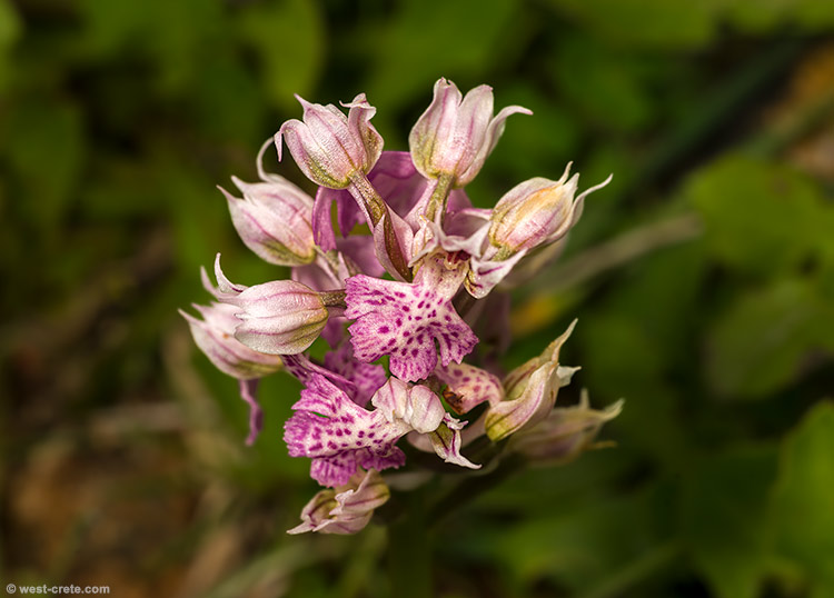 Neotinea lactea - click on the image to enlarge Neotinea lactea
- click on the image to enlarge