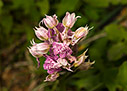 Neotinea lacteae