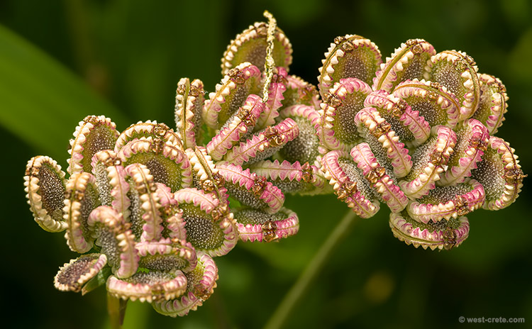 Tordylium apulum seed heads- click on the image to enlarge Tordylium apulum seed heads
- click on the image to enlarge