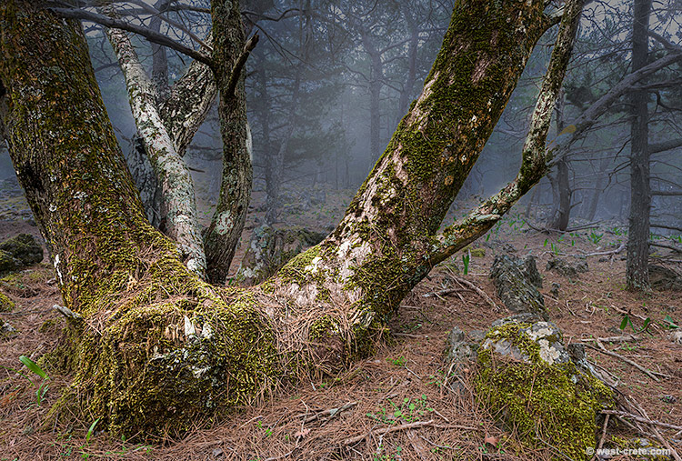 In the forest - click on the image to enlarge In the forest
- click on the image to enlarge