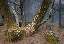 In the forest