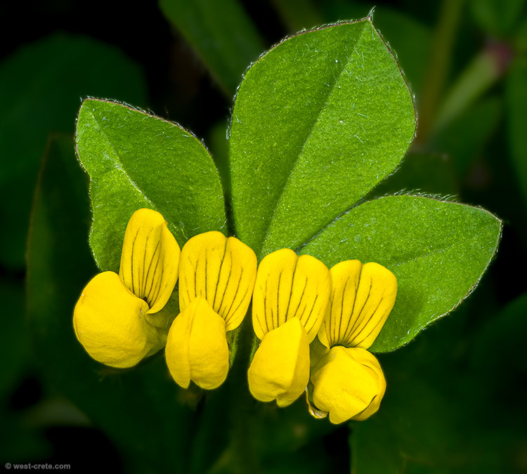Lotus ornithopodioides - click on the image to enlarge Lotus ornithopodioides
- click on the image to enlarge