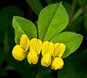 Lotus ornithopodioides