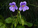 Erodium gruinum 