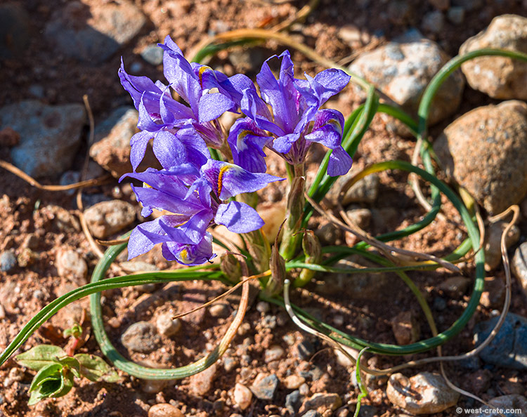 Moraea mediterranea - click on the image to enlarge Moraea mediterranea
- click on the image to enlarge