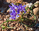 Moraea mediterranea