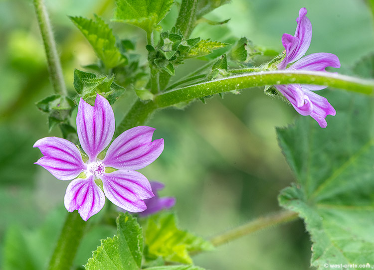v - click on the image to enlarge Malva sylvestris
- click on the image to enlarge