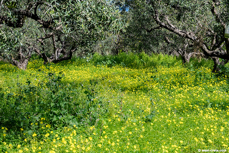 Spring in an olive grove- click on the image to enlarge Spring in an olive grove
- click on the image to enlarge