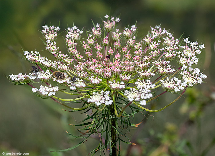 Daucus carota - click on the image to enlarge Daucus carota
- click on the image to enlarge