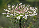 Daucus carota - Wild carrot