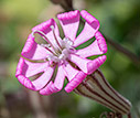 Silene colorata close-up