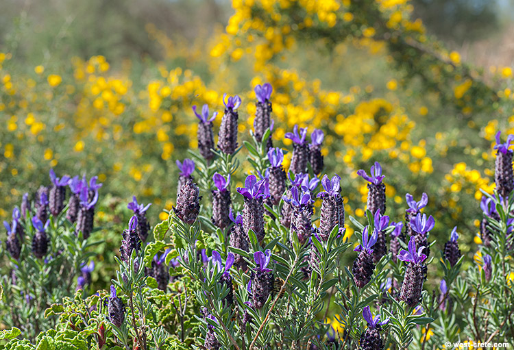 Lavender - click on the image to enlarge Lavender
- click on the image to enlarge
