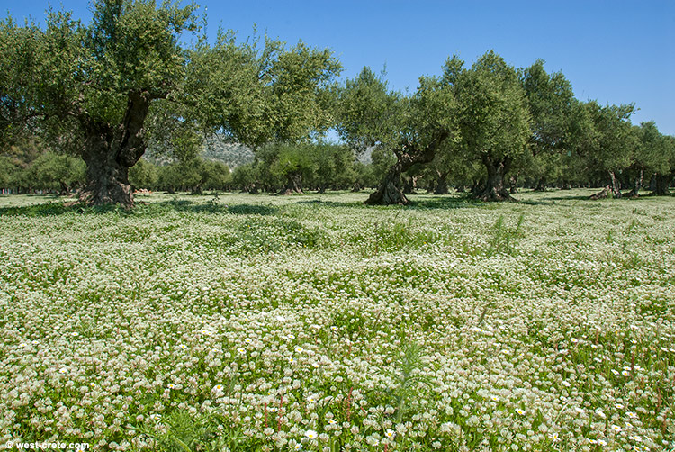 Spring in an olive grove - click on the image to enlarge Spring in an olive grove
- click on the image to enlarge