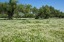 Spring in an olive grove