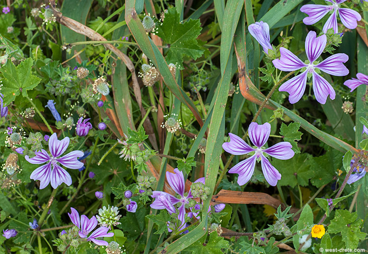 In a field - click on the image to enlarge In a field
- click on the image to enlarge