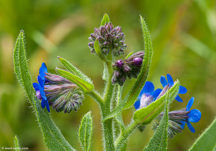 Anchusa italica - click on the image to enlarge Anchusa italica
- click on the image to enlarge