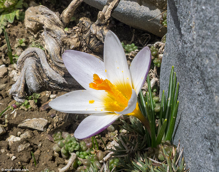 Crocus sieberi - click on the image to enlarge Crocus sieberi
- click on the image to enlarge