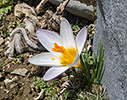 Crocus sieberi