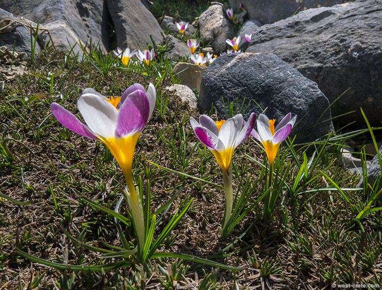 Crocus sieberi - click on the image to enlarge Crocus sieberi
- click on the image to enlarge