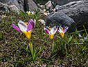 Crocus sieberi