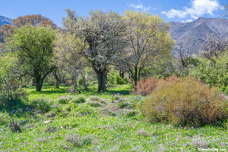 Spring in Omalos - click on the image to enlarge Spring in Omalos
- click on the image to enlarge