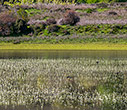 Mediterranean temporary pond in Omalos