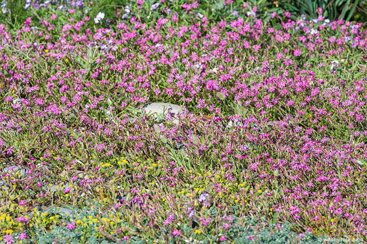 Beachside flowers - click on the image to enlarge Beachside flowers
- click on the image to enlarge