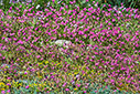 Beachside flowers
