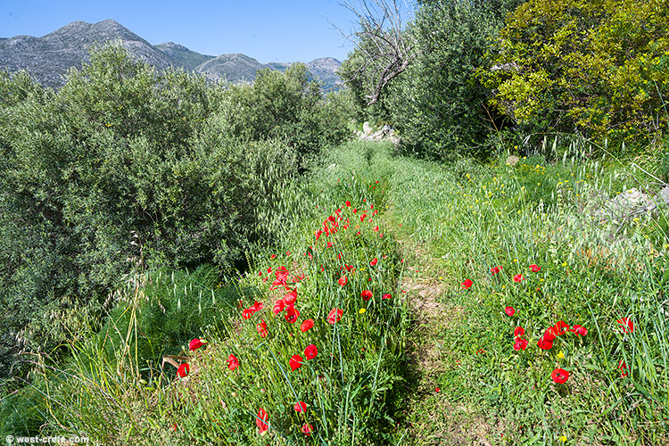 Poppies in Polyrinia- click on the image to enlarge Poppies in Polyrinia
- click on the image to enlarge