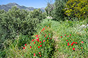 Poppies in Polyrinia