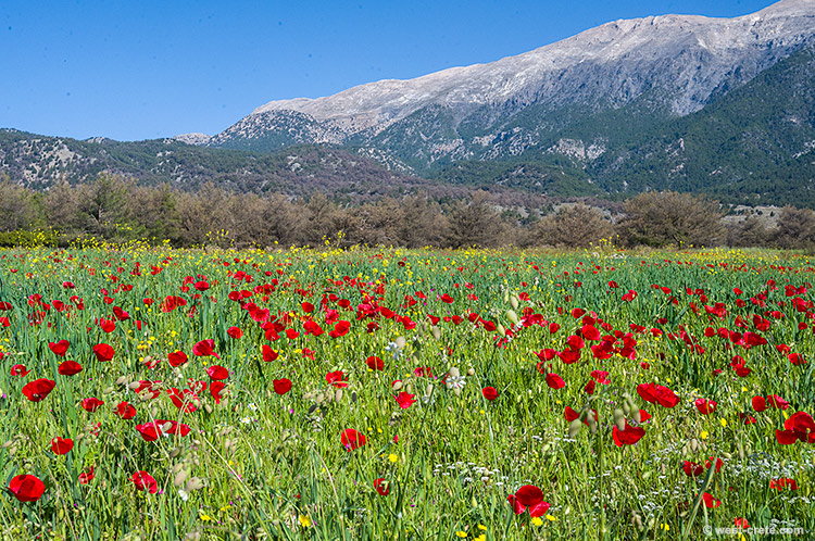 A field in Anopolis - click on the image to enlarge A field in Anopolis
- click on the image to enlarge