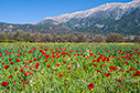 A field in Anopolis