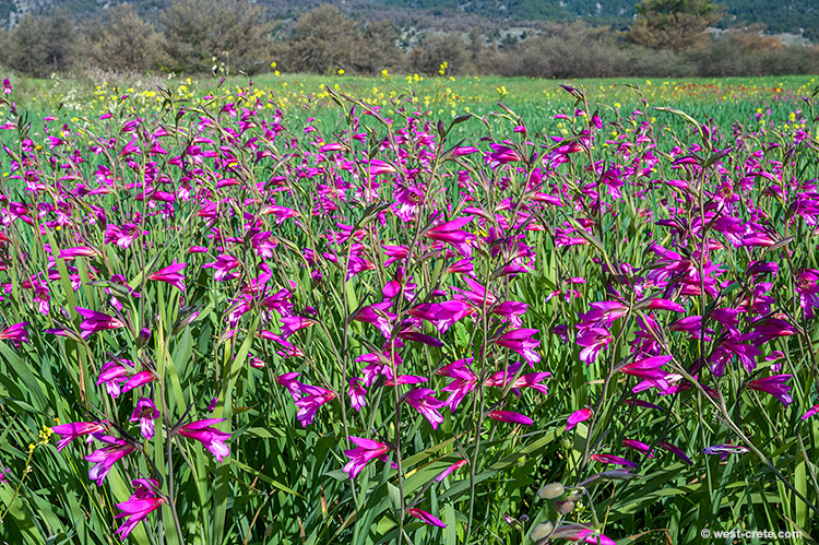 A field in Anopolis - click on the image to enlarge A field in Anopolis
- click on the image to enlarge