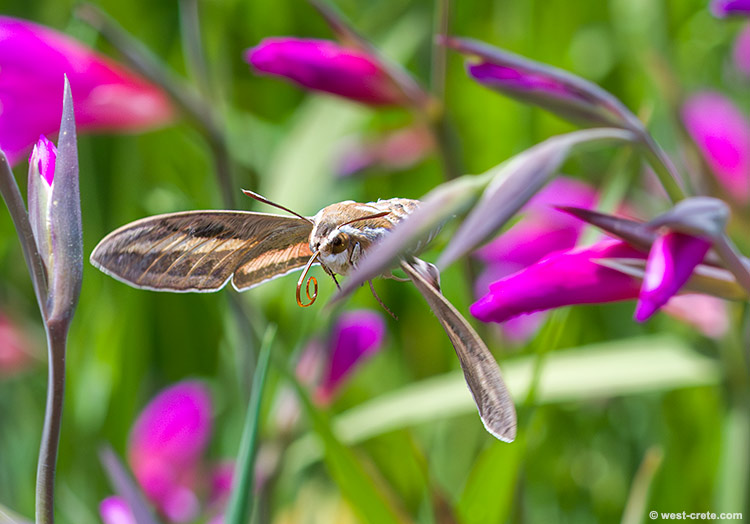 Hummingbird hawk-moth in a field of Gladiolus italicus - click on the image to enlarge Hummingbird hawk-moth in a field of Gladiolus italicus
- click on the image to enlarge