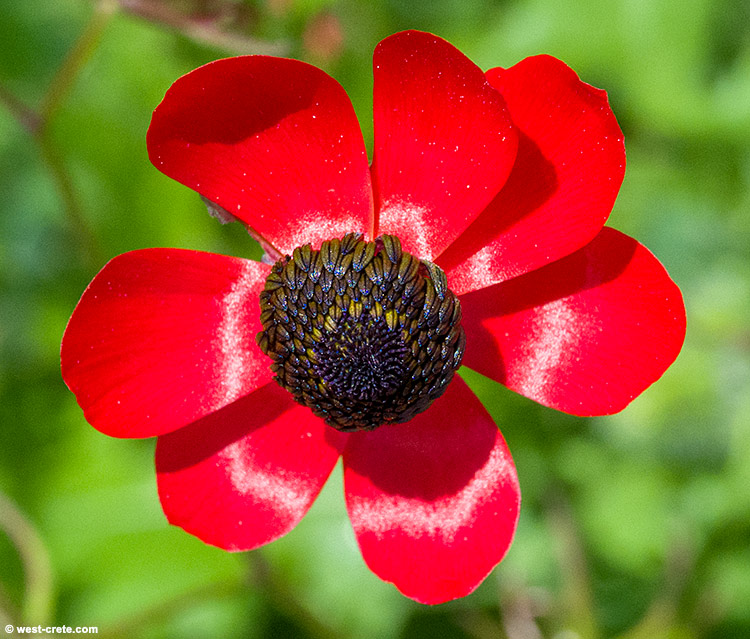 Red Ranunculus asiaticus - click on the image to enlarge Red Ranunculus asiaticus
- click on the image to enlarge