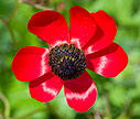 Red Ranunculus asiaticus