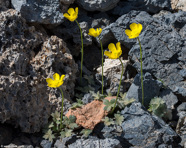 Ranunculus radinotrichus - click on the image to enlarge Ranunculus radinotrichus
- click on the image to enlarge