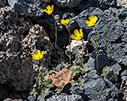 Ranunculus radinotrichus