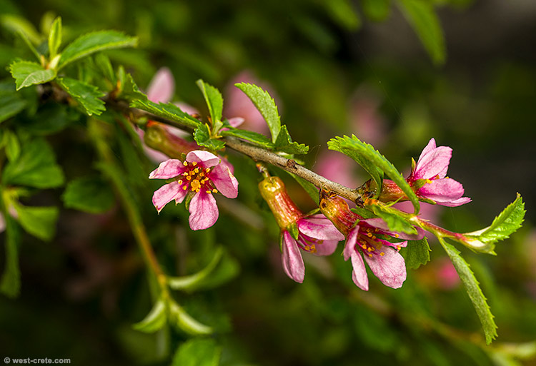 Prunus prostrata - click on the image to enlarge Prunus prostrata
- click on the image to enlarge