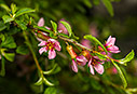 Prunus prostrata