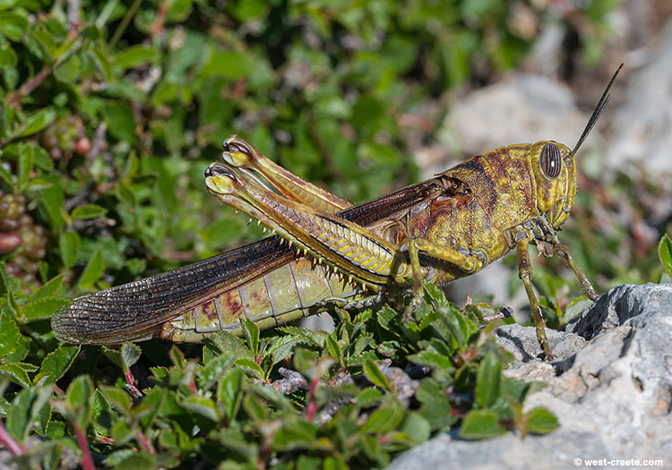 A grasshopper in the mountains - click on the image to enlarge A grasshopper in the mountains
- click on the image to enlarge
