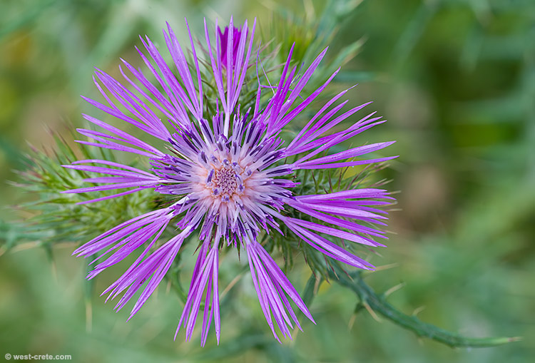 Galactites tomentosus- click on the image to enlarge Galactites tomentosus
- click on the image to enlarge