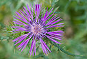 Galactites tomentosus