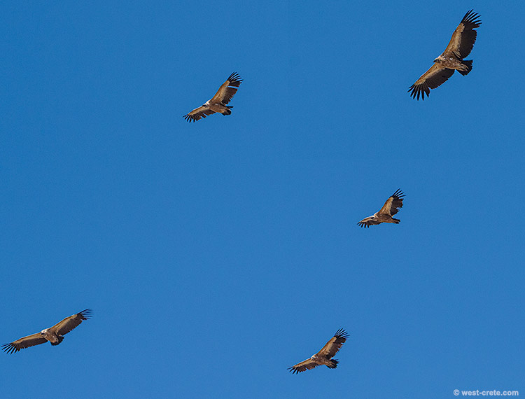 Griffon vultures - click on the image to enlarge Griffon vultures
- click on the image to enlarge