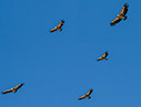 Griffon vultures