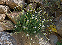 Dianthus xylorrhizus