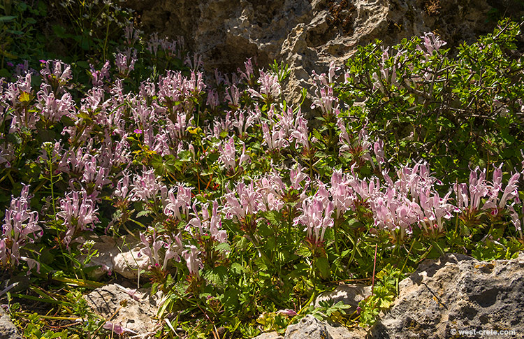 Lamium garganicum subsp. striatum - click on the image to enlarge Lamium garganicum subsp. striatum
- click on the image to enlarge